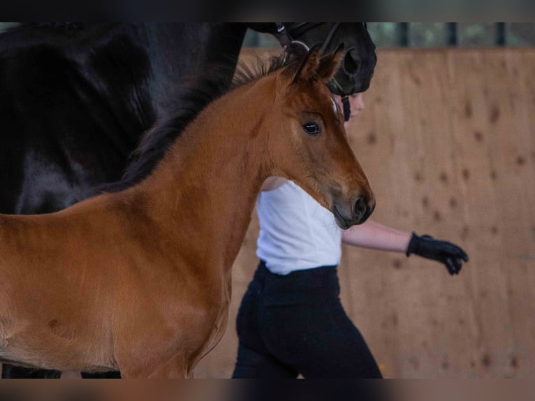 Westfalisk häst Hingst 1 år 170 cm Mörkbrun in Wiesbaum