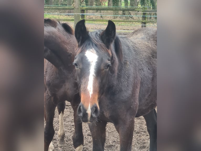 Westfalisk häst Hingst 1 år 172 cm Rökfärgad svart in Ostbevern
