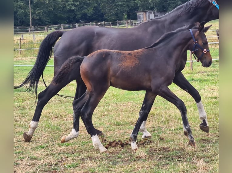 Westfalisk häst Hingst 1 år 172 cm Rökfärgad svart in Ostbevern