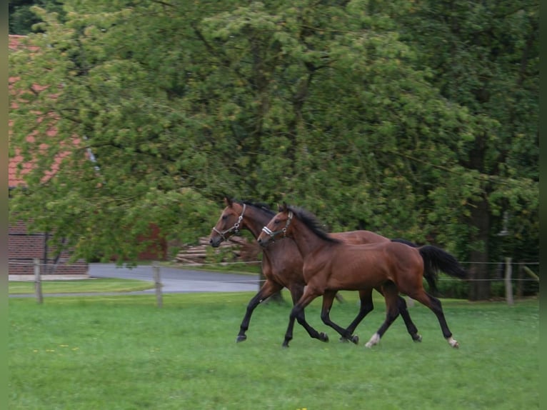 Westfalisk häst Hingst 1 år Brun in Nottuln