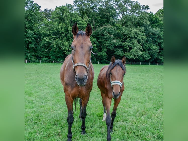 Westfalisk häst Hingst 1 år Brun in Nottuln