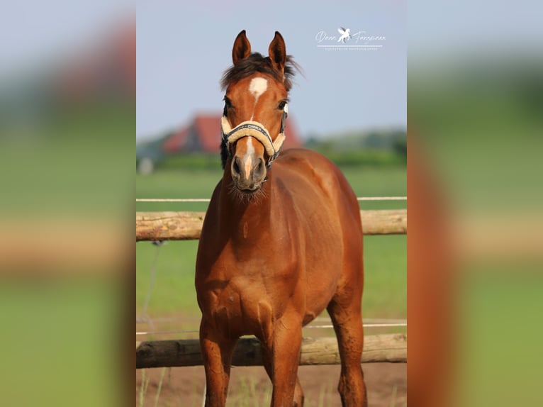 Westfalisk häst Hingst 1 år Brun in Neuenkirchen-Vörden