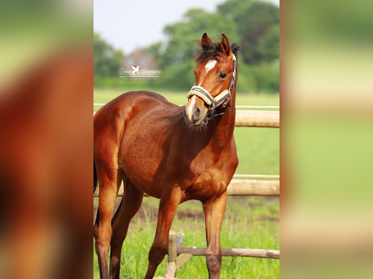 Westfalisk häst Hingst 1 år Brun in Neuenkirchen-Vörden