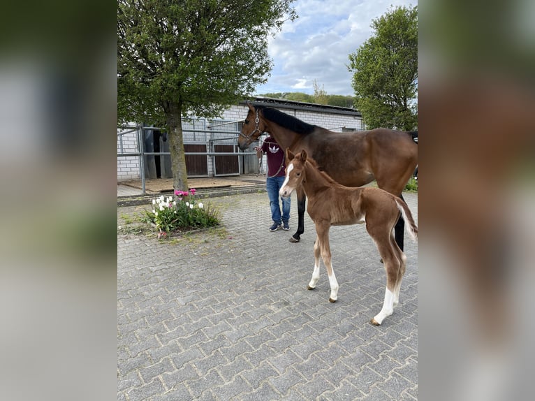 Westfalisk häst Hingst 1 år fux in Siegen