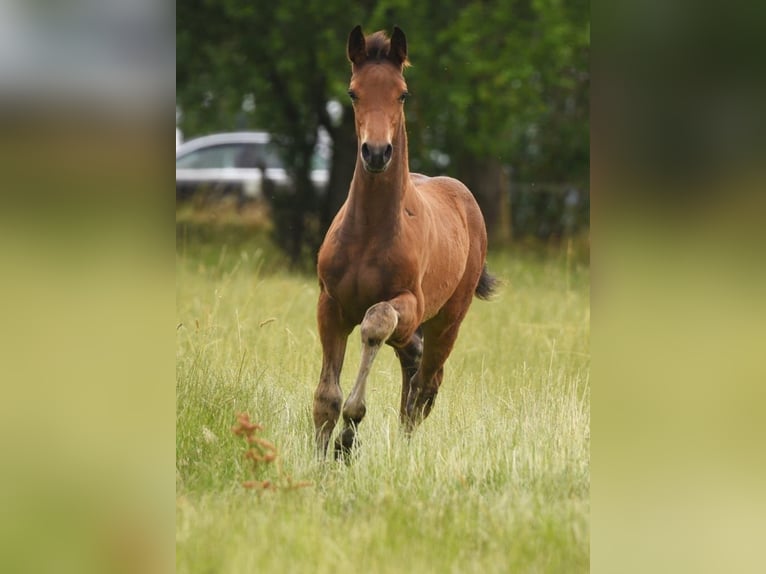 Westfalisk häst Hingst 1 år Kan vara vit in Anröchte