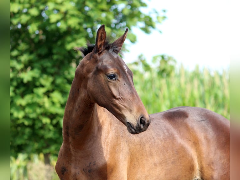 Westfalisk häst Hingst 1 år Mörkbrun in Uetze