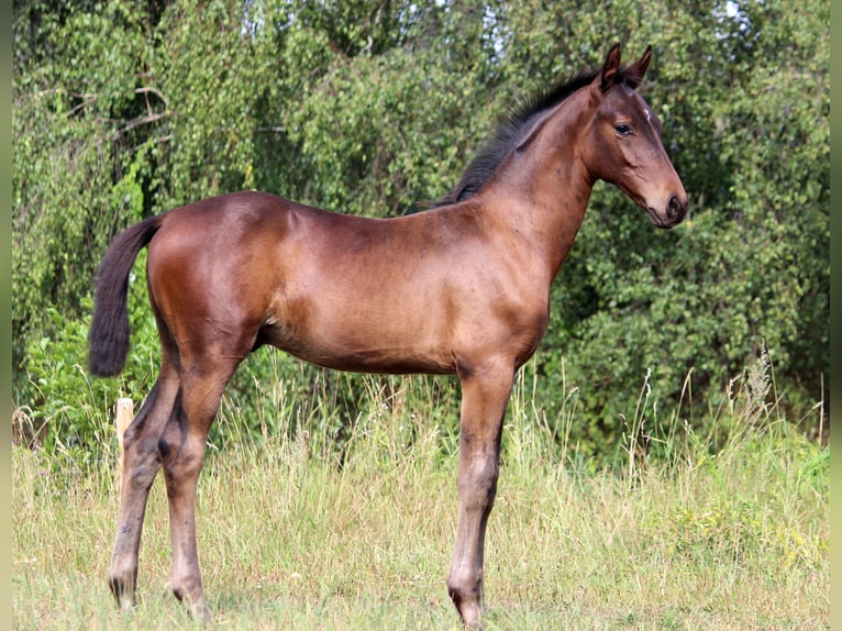 Westfalisk häst Hingst 1 år Mörkbrun in Uetze