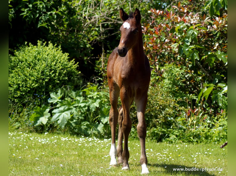 Westfalisk häst Hingst 1 år Rökfärgad svart in Horstmar