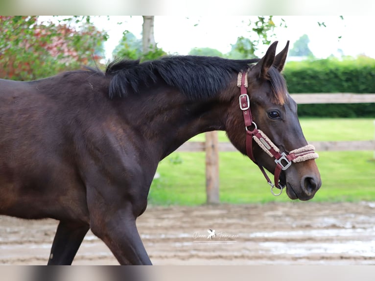 Westfalisk häst Hingst 1 år Rökfärgad svart in Neuenkirchen-Vörden