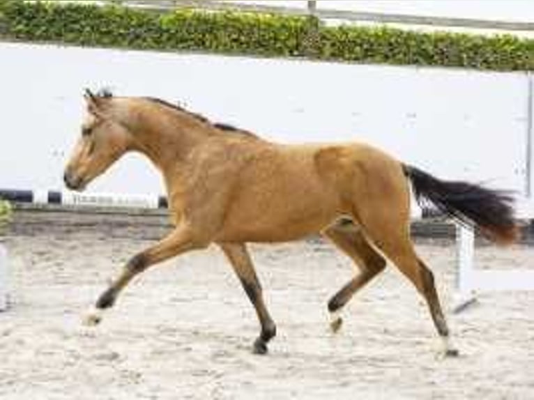 Westfalisk häst Hingst 2 år 140 cm Brun in Waddinxveen