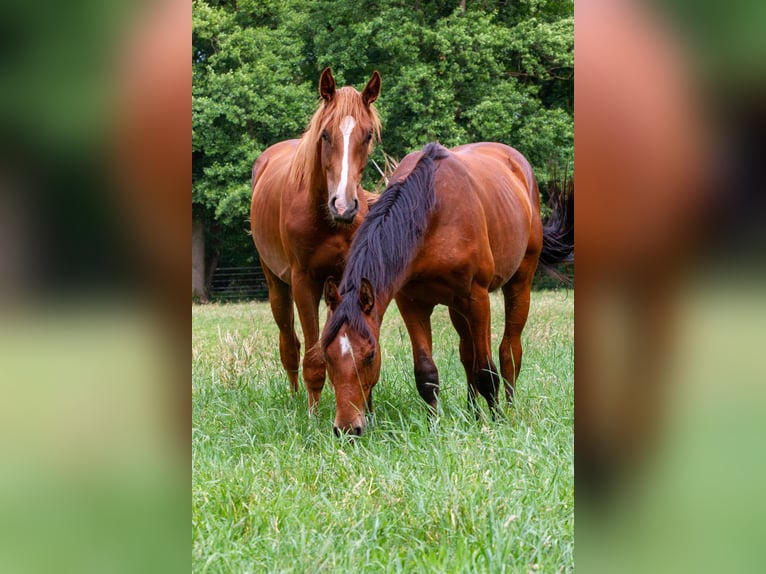 Westfalisk häst Hingst 2 år 160 cm fux in Nienburg (Weser)