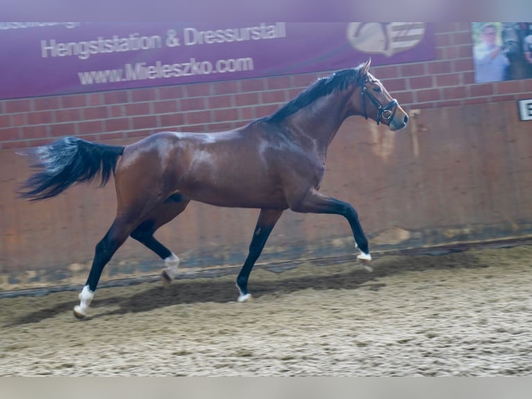 Westfalisk häst Hingst 2 år 165 cm Brun in Paderborn