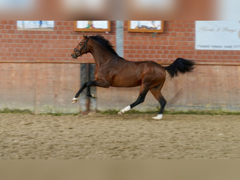 Westfalisk häst Hingst 2 år 165 cm Brun in Paderborn