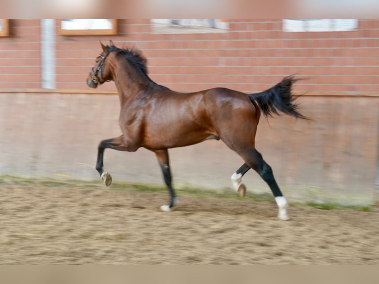 Westfalisk häst Hingst 2 år 165 cm Brun in Paderborn