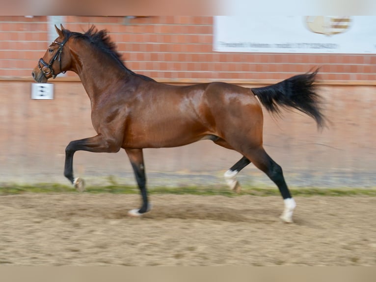 Westfalisk häst Hingst 2 år 165 cm Brun in Paderborn