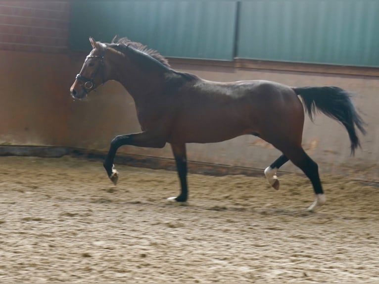 Westfalisk häst Hingst 2 år 165 cm Brun in Paderborn