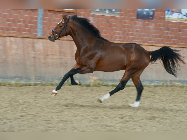 Westfalisk häst Hingst 2 år 165 cm Brun in Paderborn