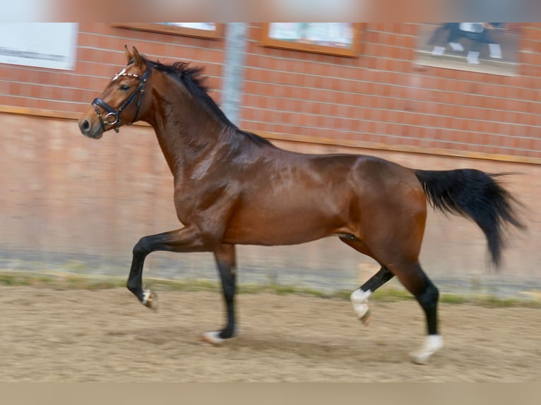 Westfalisk häst Hingst 2 år 165 cm Brun in Paderborn