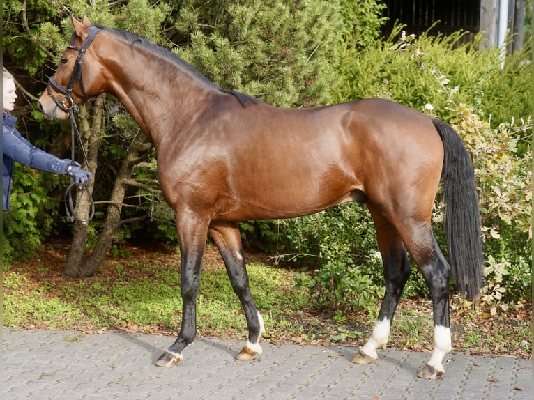 Westfalisk häst Hingst 2 år 165 cm Brun in Paderborn