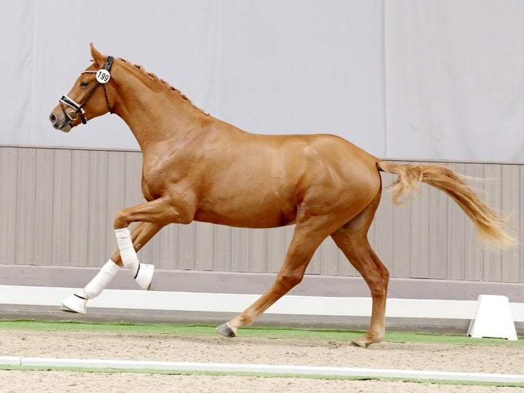 Westfalisk häst Hingst 2 år 165 cm fux in Münster-Handorf