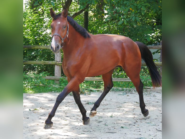 Westfalisk häst Hingst 2 år 166 cm in Dorsten