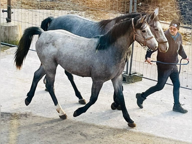 Westfalisk häst Hingst 2 år 167 cm Braunfalbschimmel in Eisenach