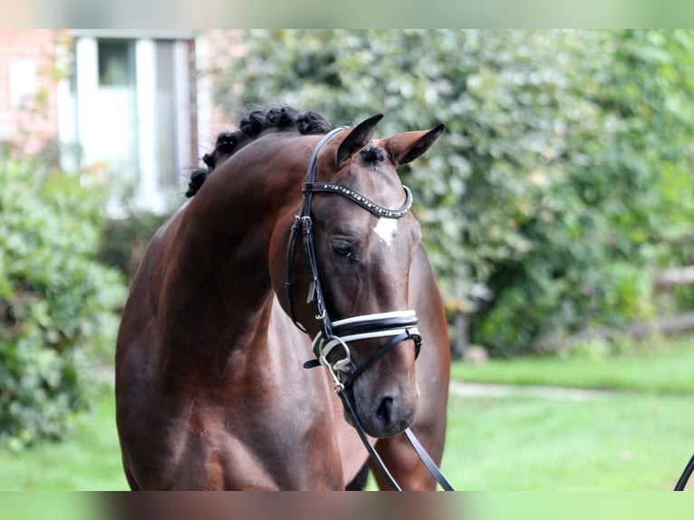 Westfalisk häst Hingst 2 år 167 cm Brun in Kutenholz