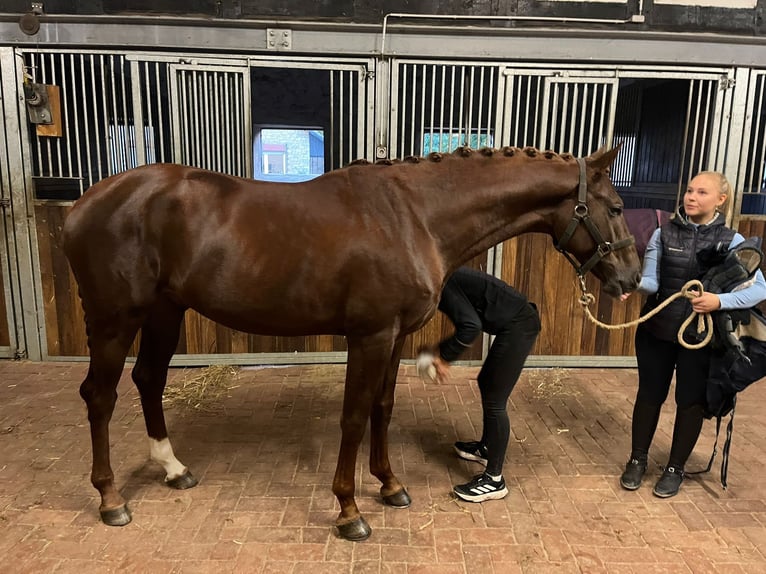 Westfalisk häst Hingst 2 år 168 cm Fux in Wallenhorst