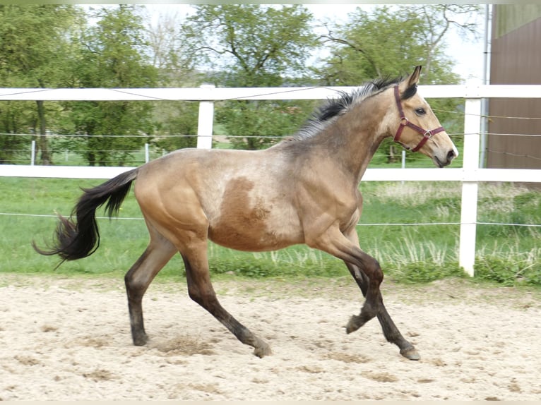 Westfalisk häst Hingst 2 år 168 cm Gulbrun in Borgentreich