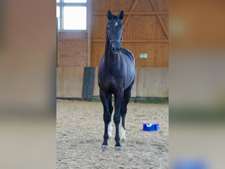 Westfalisk häst Hingst 2 år 168 cm Svart in Paderborn