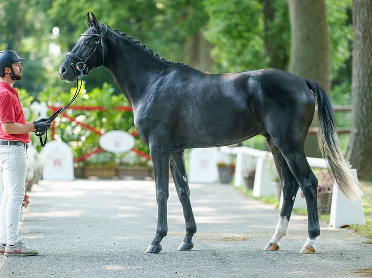 Westfalisk häst Hingst 2 år 168 cm Svart in Münster