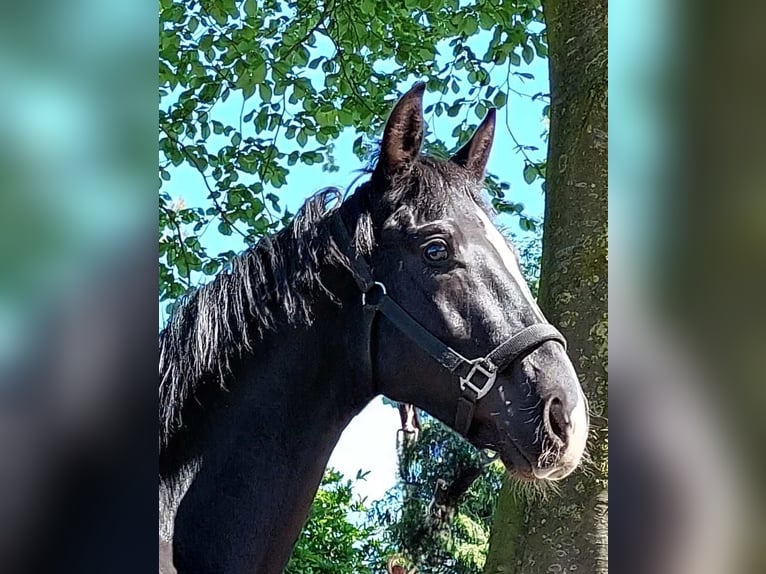 Westfalisk häst Hingst 2 år 172 cm Svart in Stieltjeskanaal (PL)