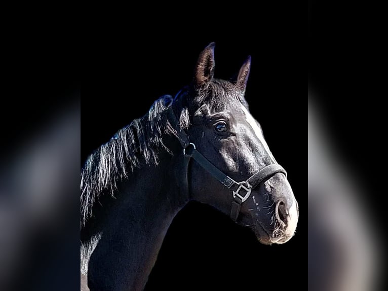 Westfalisk häst Hingst 2 år 172 cm Svart in Stieltjeskanaal (PL)