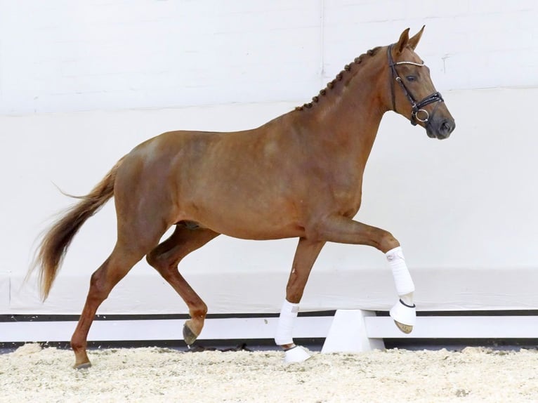 Westfalisk häst Hingst 2 år 173 cm Fux in Münster-Handorf
