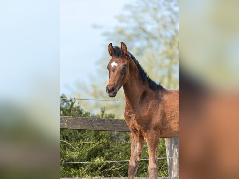 Westfalisk häst Hingst 2 år Brun in Hüllhorst