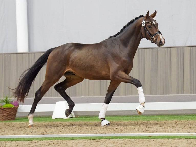 Westfalisk häst Hingst 2 år Brun in Münster-Handorf