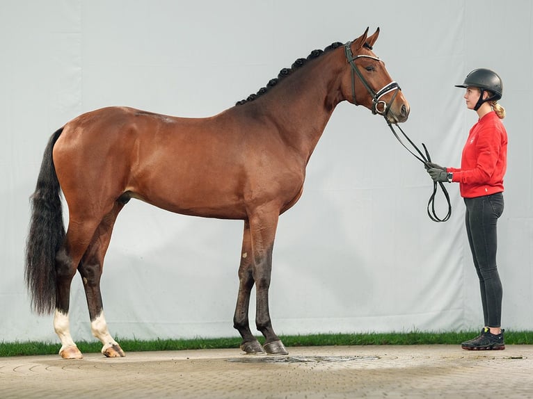 Westfalisk häst Hingst 2 år Brun in Münster-Handorf