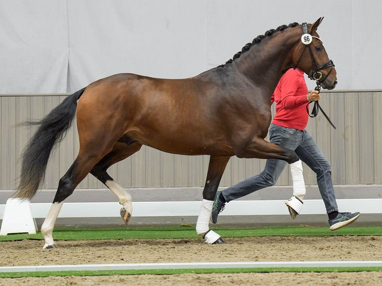 Westfalisk häst Hingst 2 år Brun in Münster-Handorf