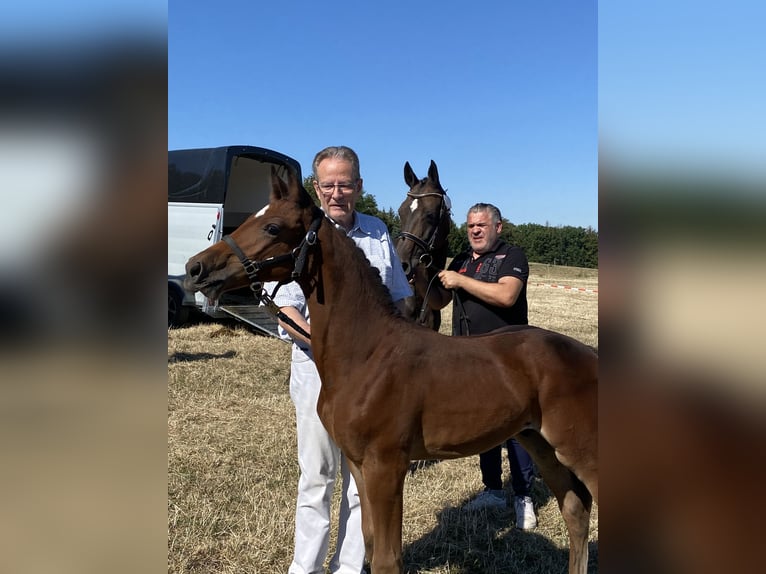 Westfalisk häst Hingst 2 år Brun in Lindlar