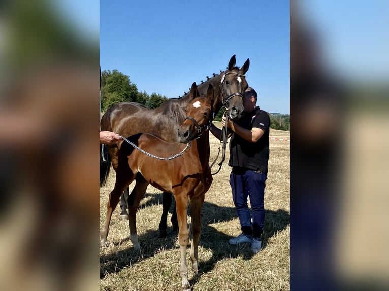Westfalisk häst Hingst 2 år Brun in Lindlar