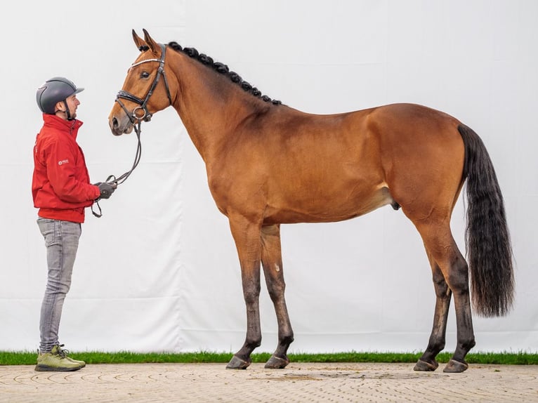 Westfalisk häst Hingst 2 år Brun in Münster-Handorf