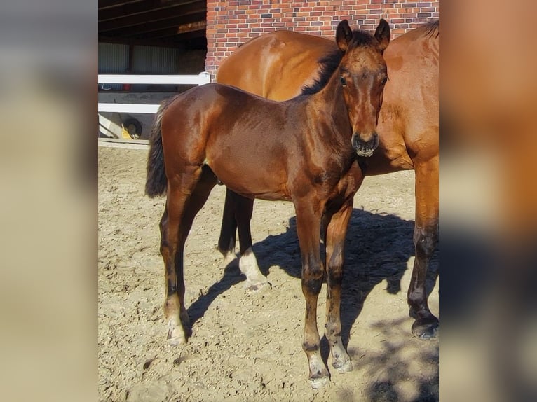 Westfalisk häst Hingst 2 år Brun in Selm