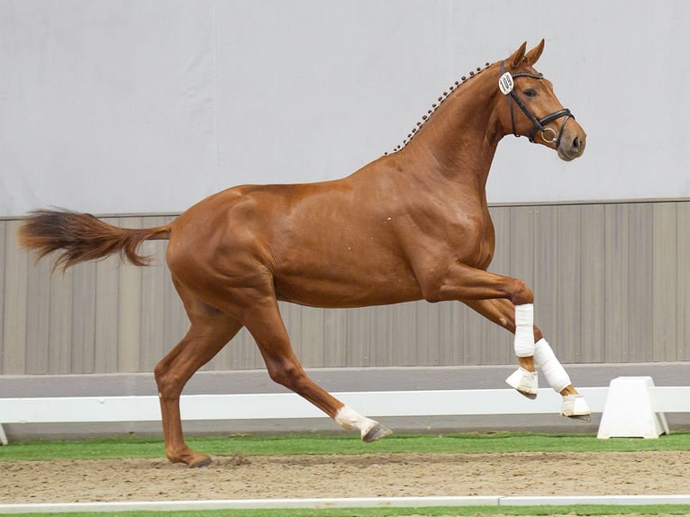 Westfalisk häst Hingst 2 år fux in Münster-Handorf