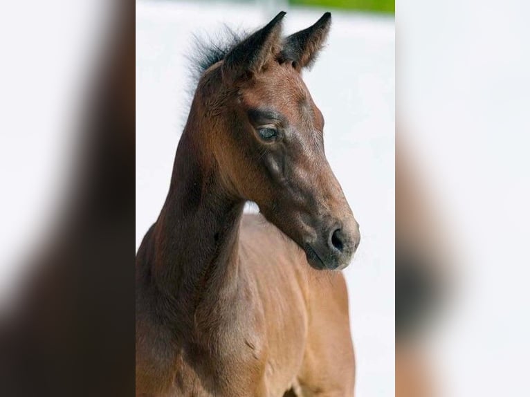 Westfalisk häst Hingst 2 år Grå-mörk-brun in Wetschen
