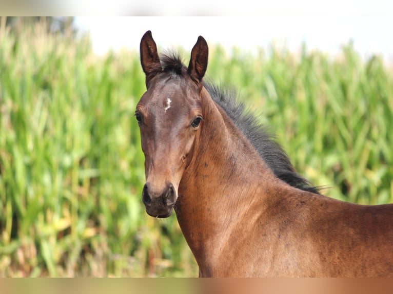 Westfalisk häst Hingst 2 år Mörkbrun in Uetze