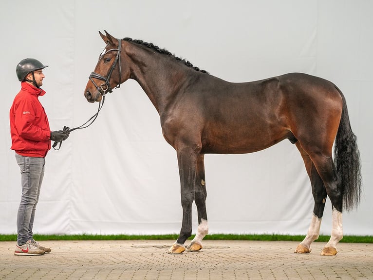 Westfalisk häst Hingst 2 år Mörkbrun in Münster-Handorf