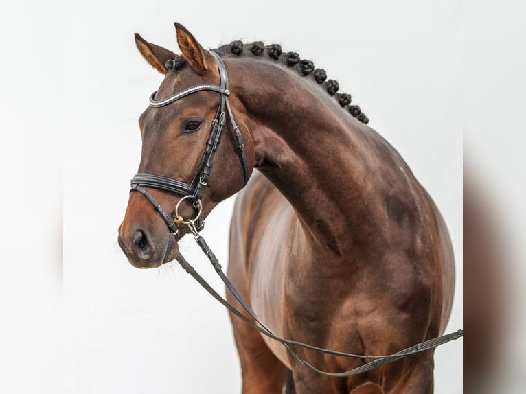 Westfalisk häst Hingst 2 år Mörkbrun in Münster-Handorf