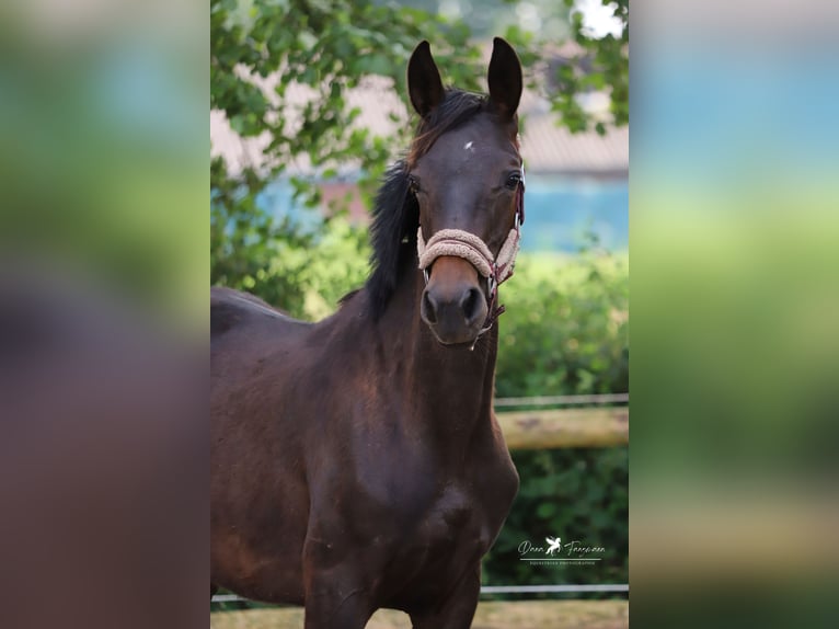 Westfalisk häst Hingst 2 år Rökfärgad svart in Neuenkirchen-Vörden