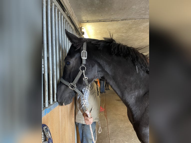 Westfalisk häst Hingst 2 år Svart in Herzebrock-Clarholz