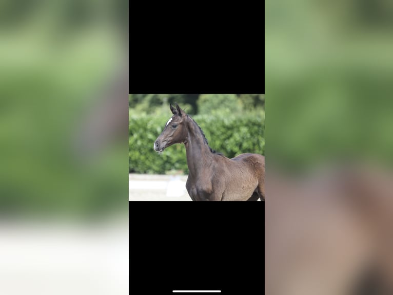 Westfalisk häst Hingst 2 år Svart in Herzebrock-Clarholz